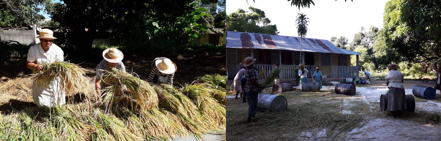 Les récoltes de riz à Madagascar Les récoltes de riz à Madagascar