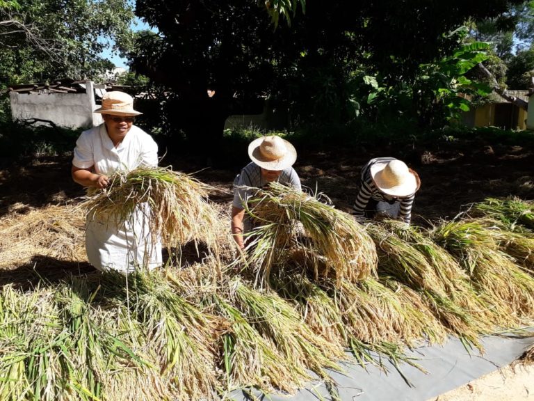 Les récoltes de riz à Madagascar – Soeurs des Sacrés Coeurs de Jésus et ...