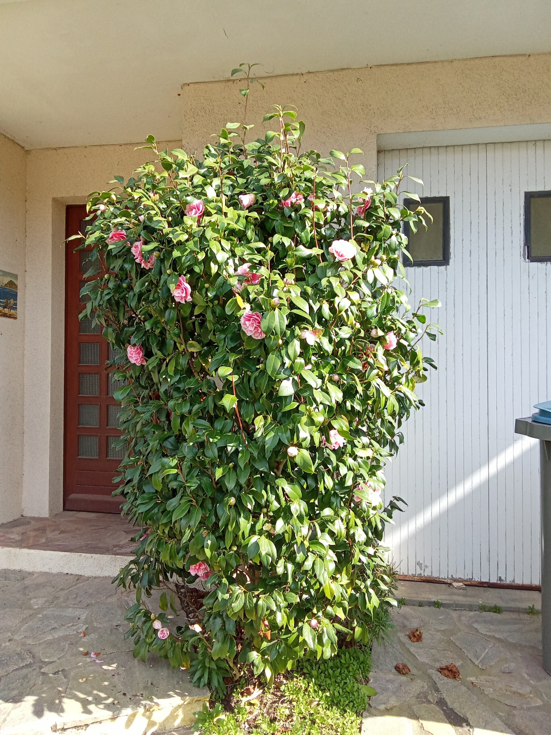 https://www.sacrescoeursmormaison.org/wp-content/uploads/2025/03/camelias-scaled.jpg